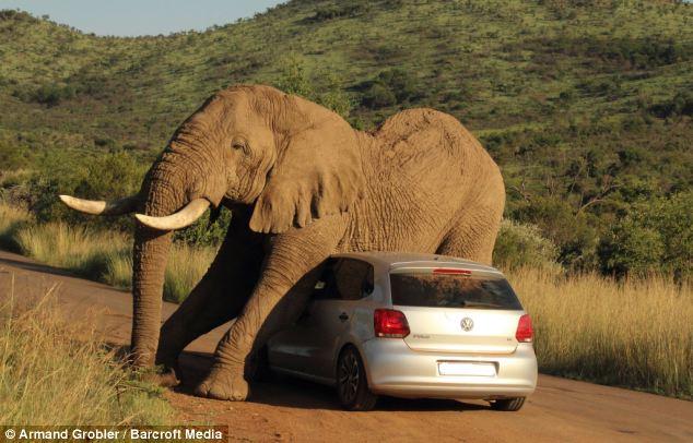 Si elefantii sunt indragostiti de Volkswagen Polo